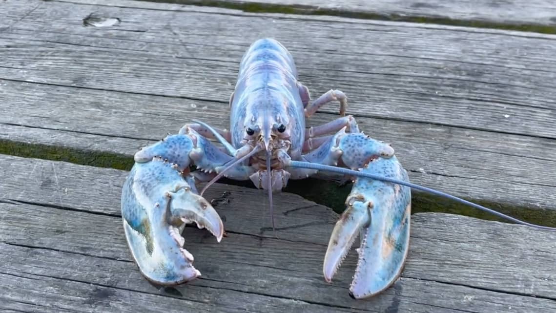 This 1-in-100 million 'cotton candy lobster' is up for adoption -  MarketWatch