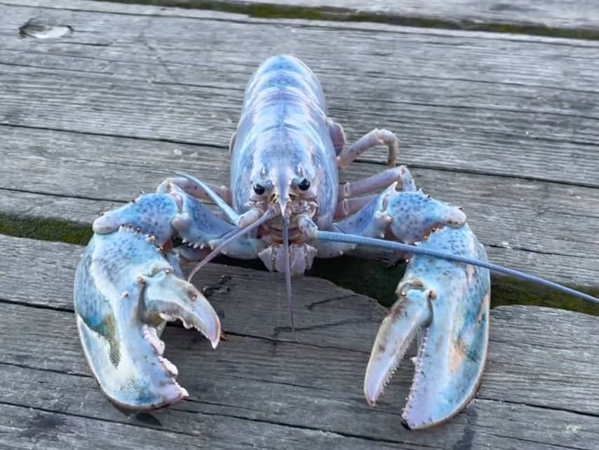 This 1-in-100 million 'cotton candy lobster' is up for adoption -  MarketWatch