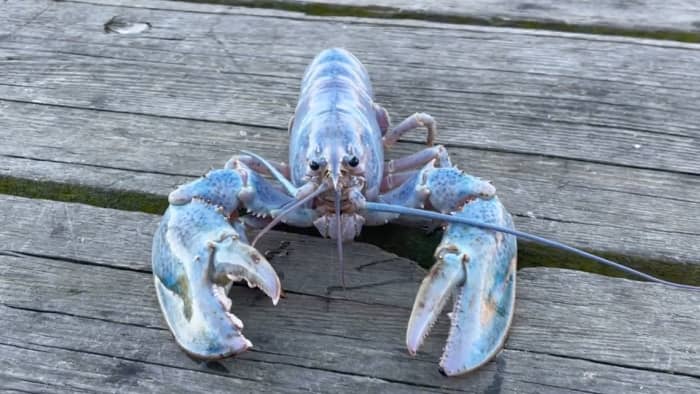 This 1-in-100 million 'cotton candy lobster' is up for adoption