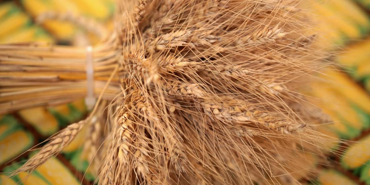 Wheat futures poised for first daily loss in 9 sessions as USDA lifts global production forecast - Vimarsana News