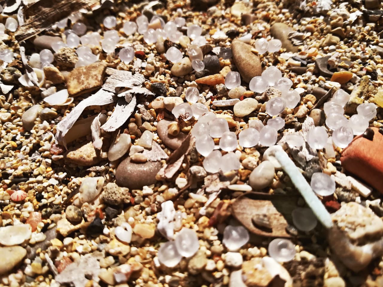 Volunteers along Spain’s Galician coast use sifters and buckets to clean millions of ‘nurdles’ off beaches