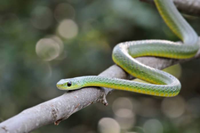 Family finds ‘king of all poisonous snakes' in their Christmas tree ...