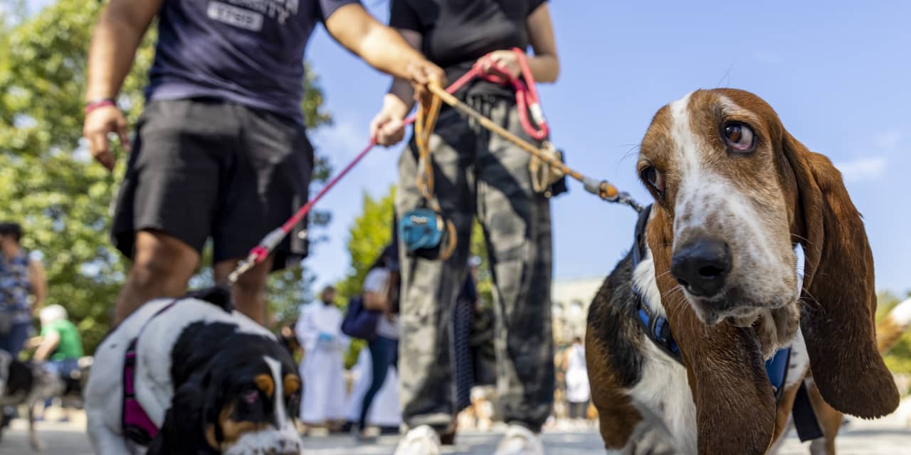 ¿Fido es quisquilloso?  Los alimentos para mascotas se ven afectados por las interrupciones de la cadena de suministro