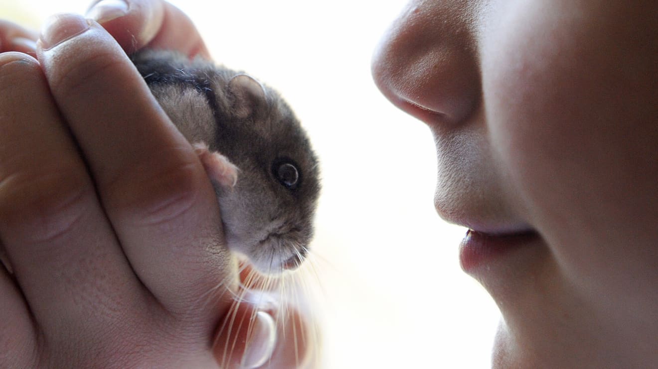Why hamsters have suddenly become a popular choice as pets