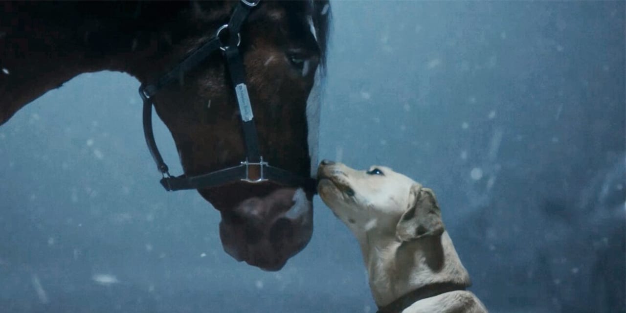 Super Bowl ad a reset for Budweiser after Bud Light controversy, says expert - Vimarsana News