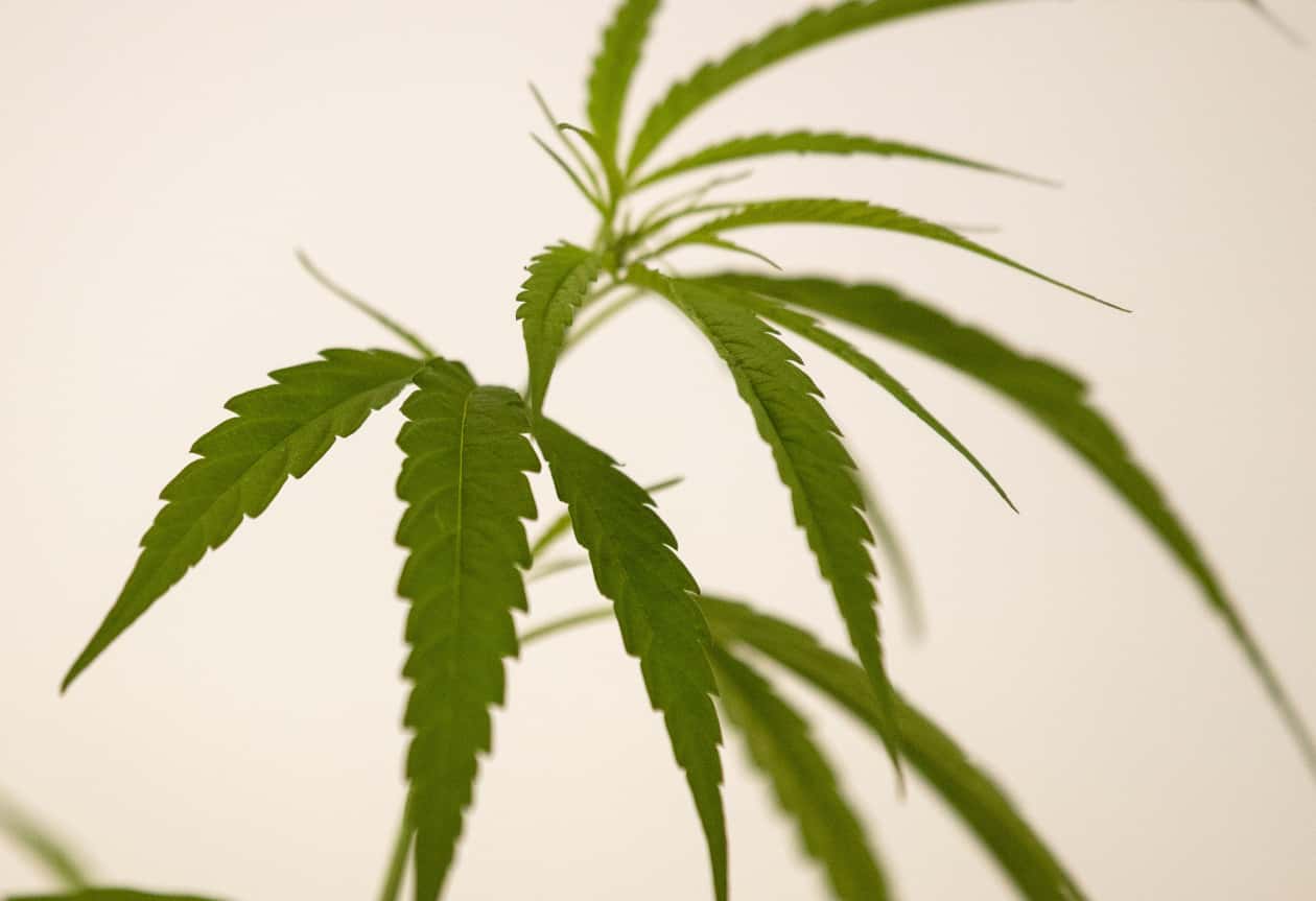 Thailand becomes first Asian country to move to decriminalize marijuana ...
