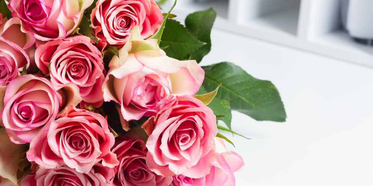 Dozen Roses Stock Photo - Download Image Now - Rose - Flower