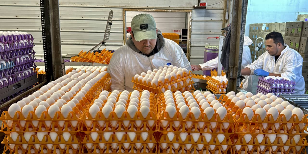 Avian flu is devastating farms in California's 'Egg Basket' - Vimarsana News