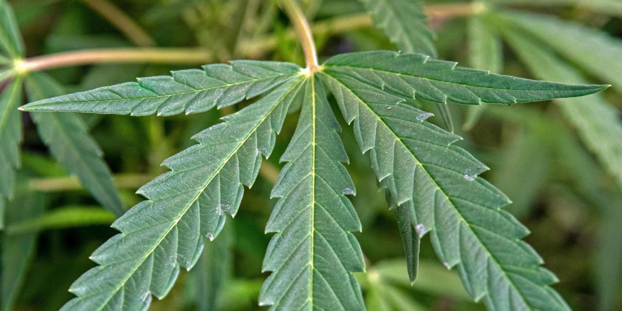 Another cannabis business development company is set to go public