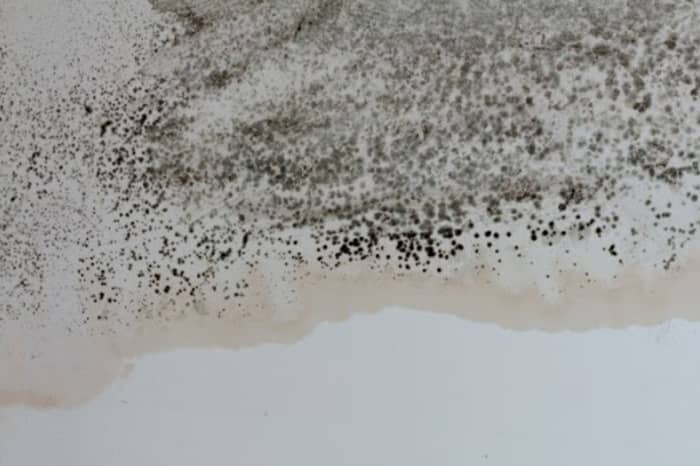 Why an increasing number of individuals are coping with mould of their homes — and 5 preventative measures you possibly can take