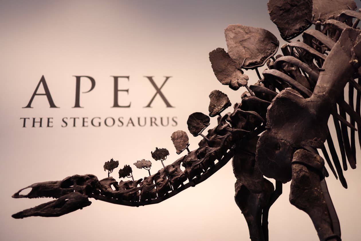 Citadel founder Ken Griffin buys huge stegosaurus skeleton for $44.6  million - MarketWatch