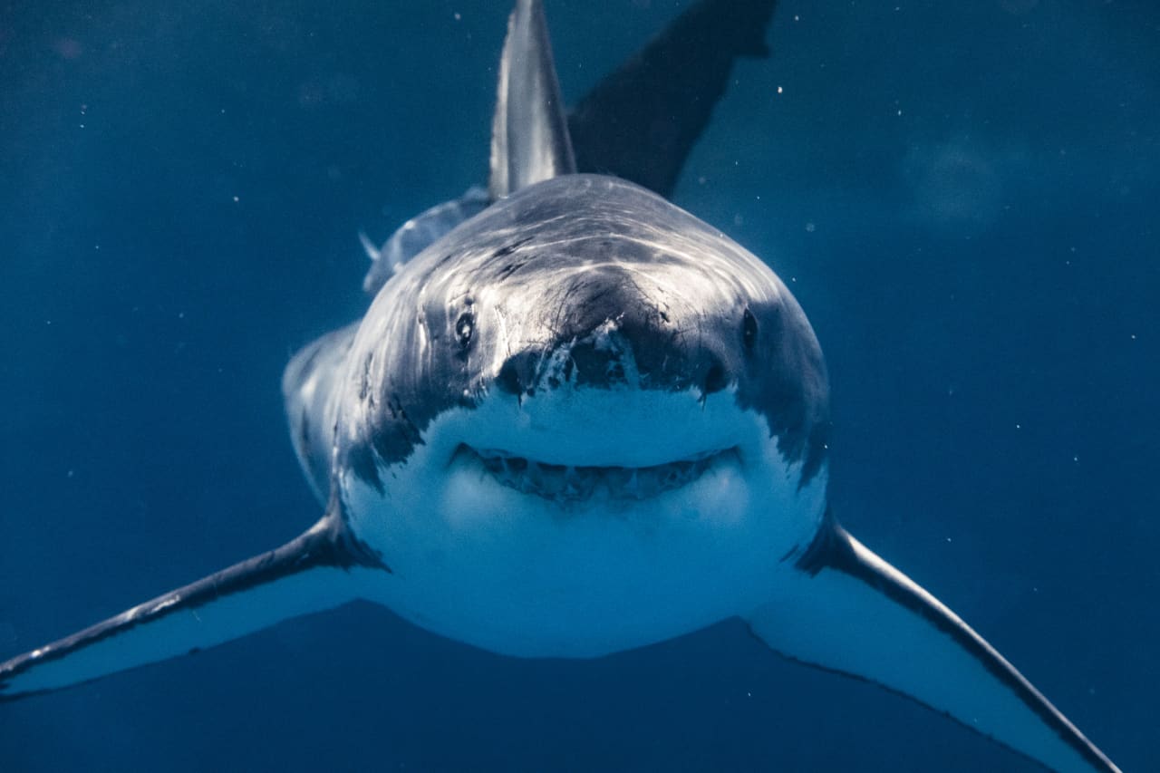 IRA rollovers: what to watch out for — and how to avoid the sharks
