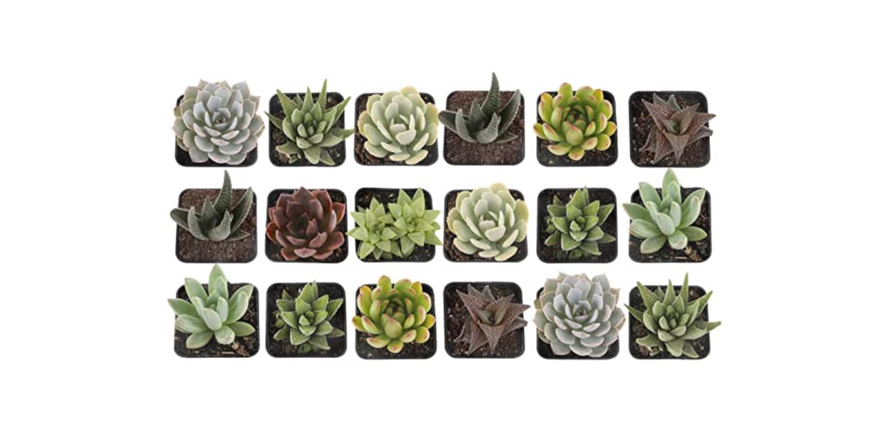Deal of the Day: Save up to 38% on a variety of houseplants on Amazon right now