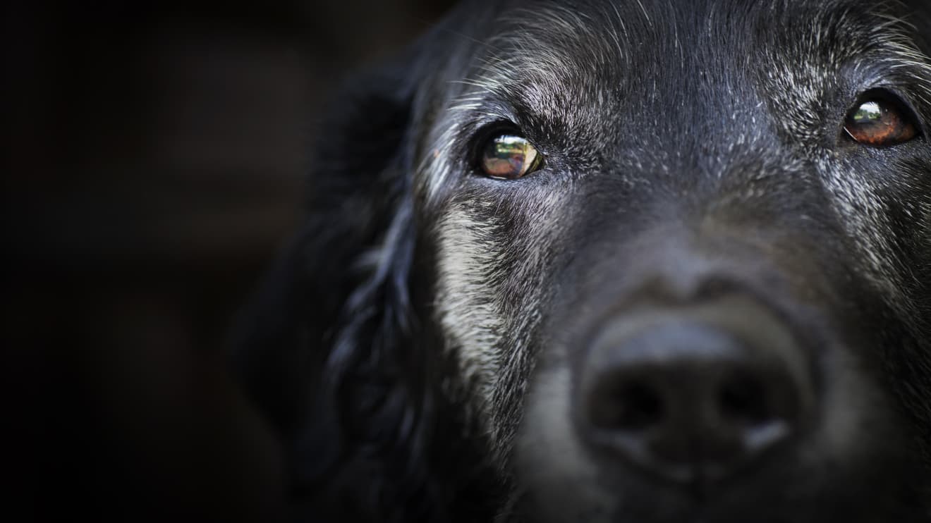 What dogs can teach us about life and death