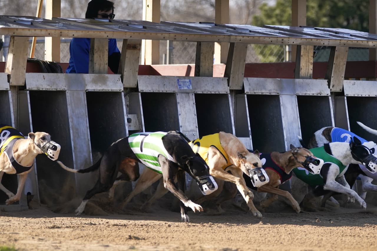 how many years does a greyhound race