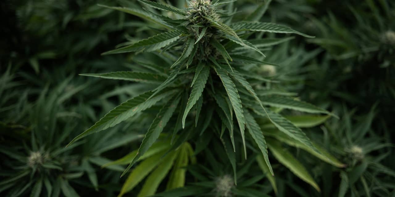 marketwatch.com - Bill Peters - Tilray and other cannabis stocks soar as Trump is reportedly ready to reclassify the substance