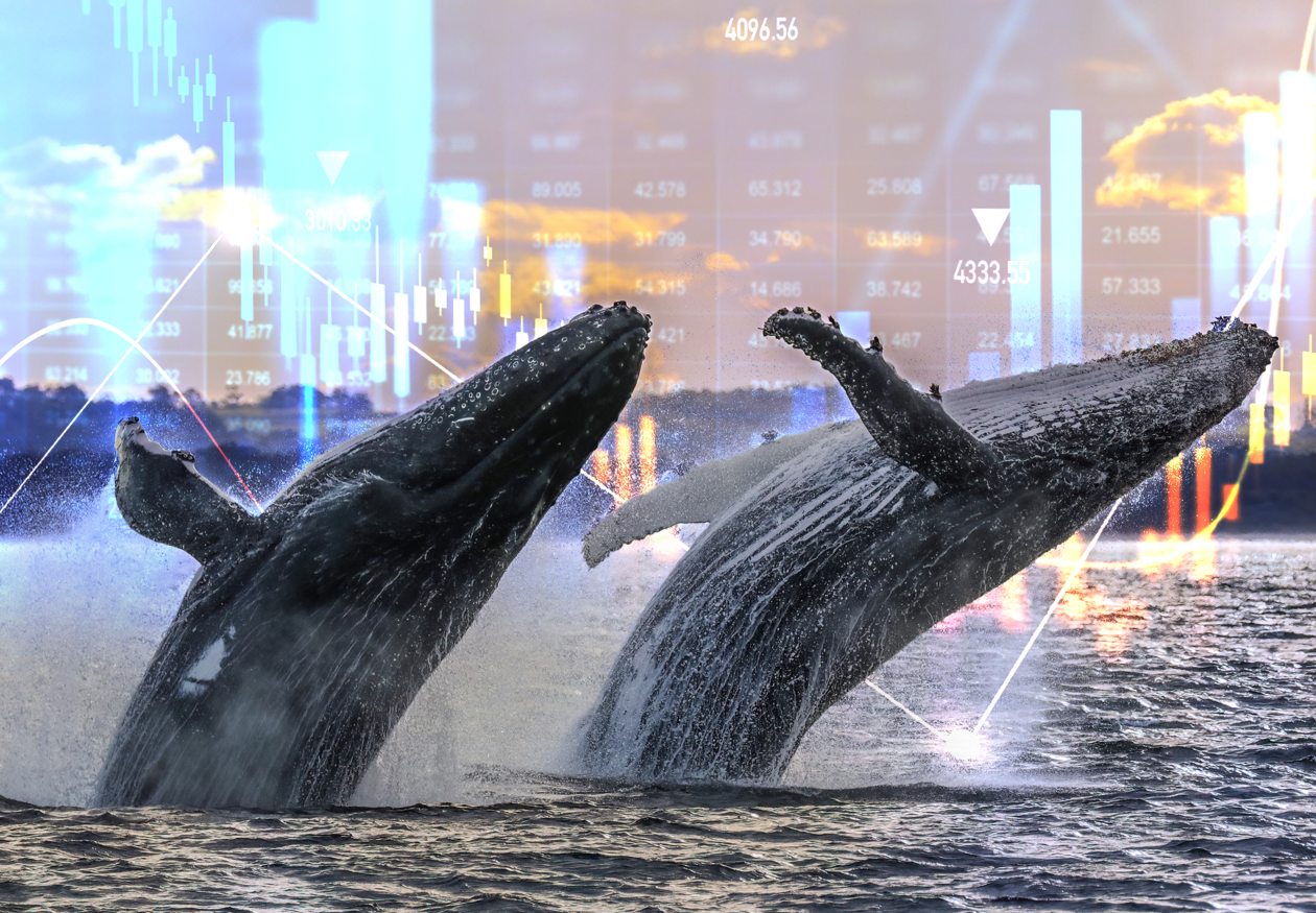 These market whales may hold the key to the stock market's next move, says  former trader - MarketWatch