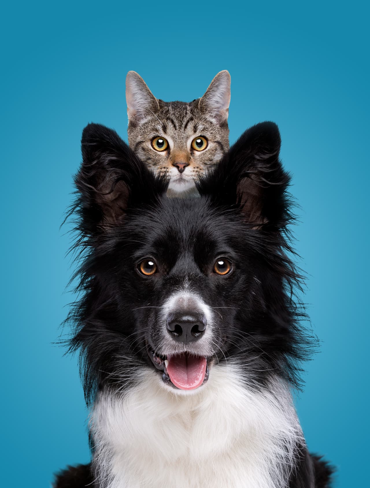 Cat Vs. Dog: Which One Makes Better Financial Sense?