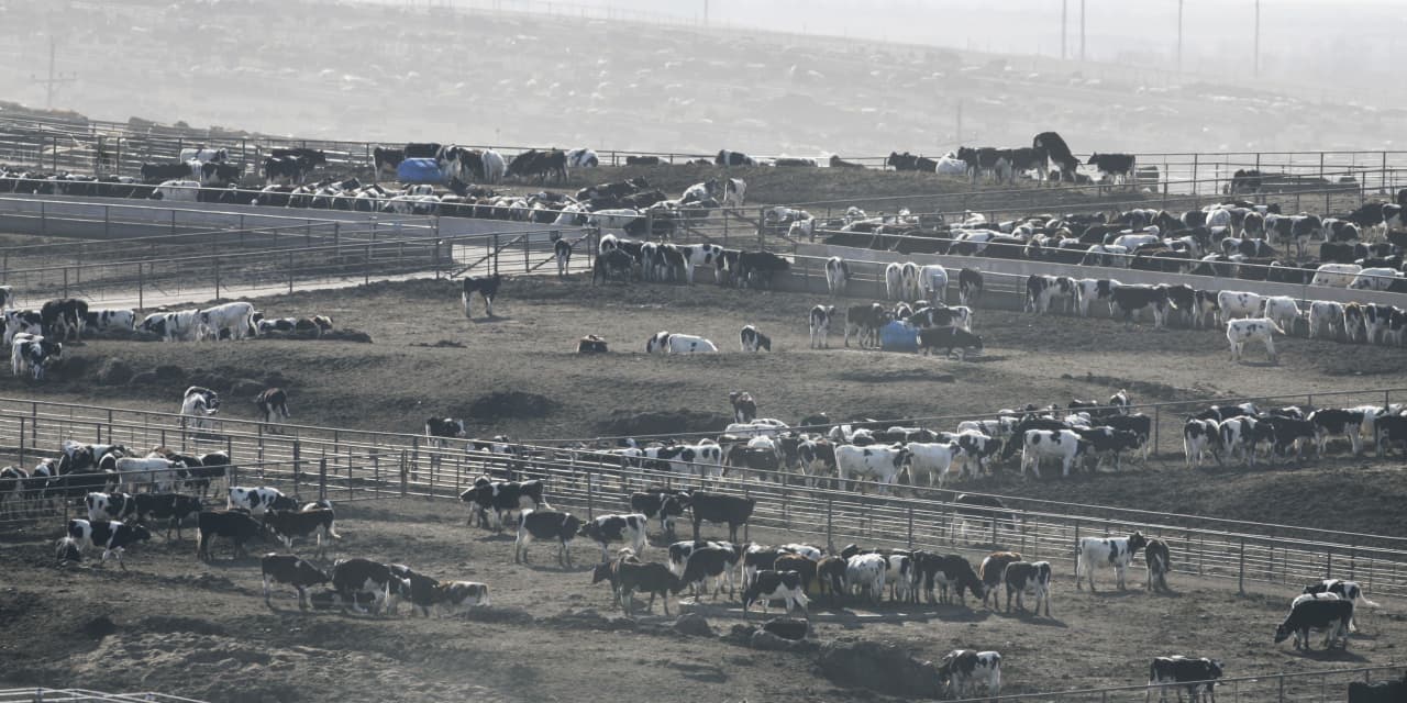 Heat stress blamed for thousands of cattle deaths in Kansas