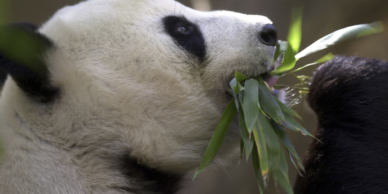 Panda diplomacy resumes: China plans to send San Diego Zoo more pandas this year - Vimarsana News