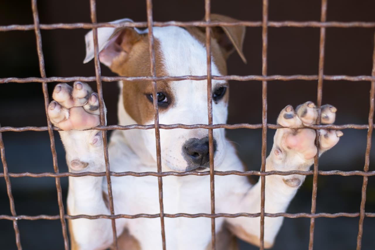 how long to keep a dog in a kennel