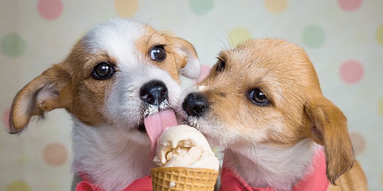 is dairy queen ice cream ok for dogs