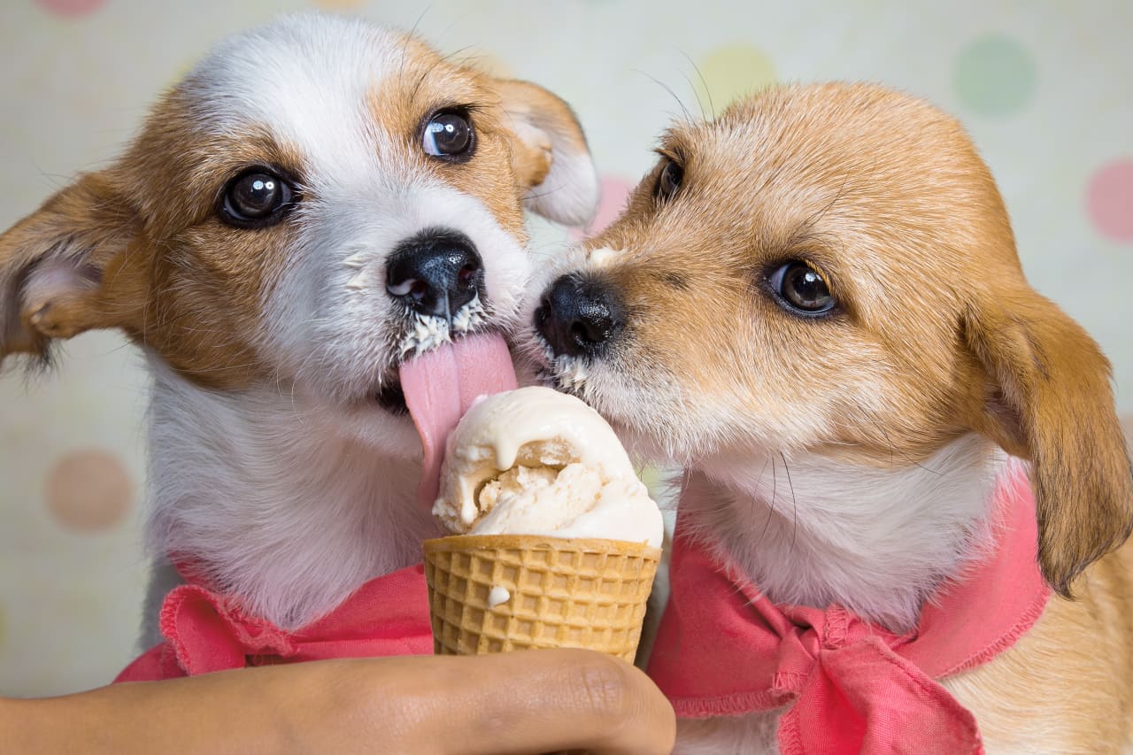 is dairy queen ice cream good for dogs