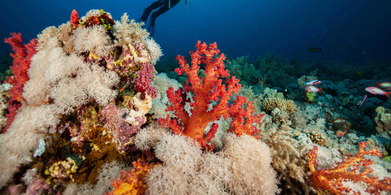 Good news on climate change?  The Great Barrier Reef has the most corals in 36 years