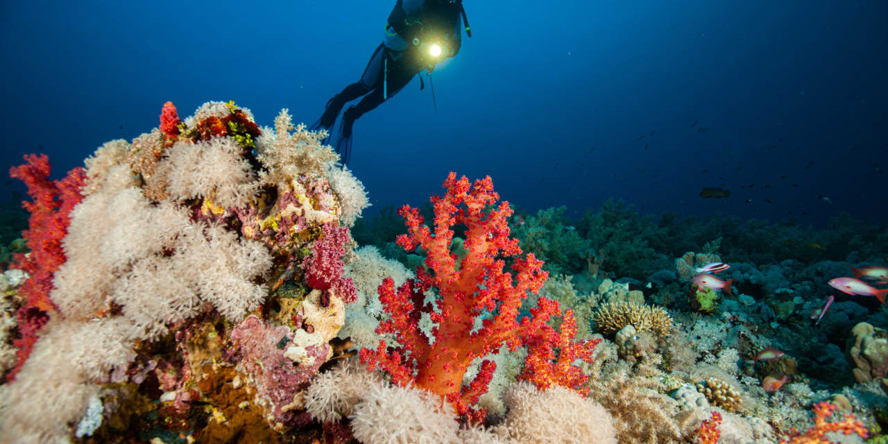 Good news on climate change?  The Great Barrier Reef has the most corals in 36 years