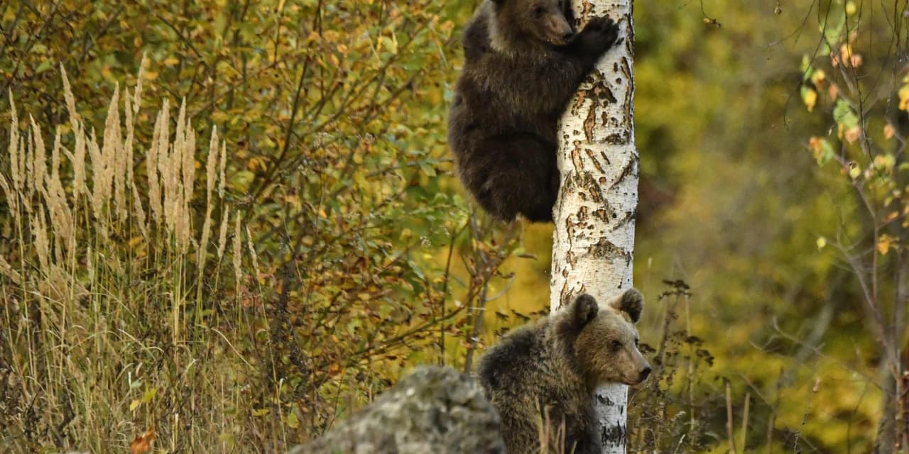 #Market Extra: The Nasdaq is on track to exit a bear market — and the Dow to leave correction territory — after July CPI reading