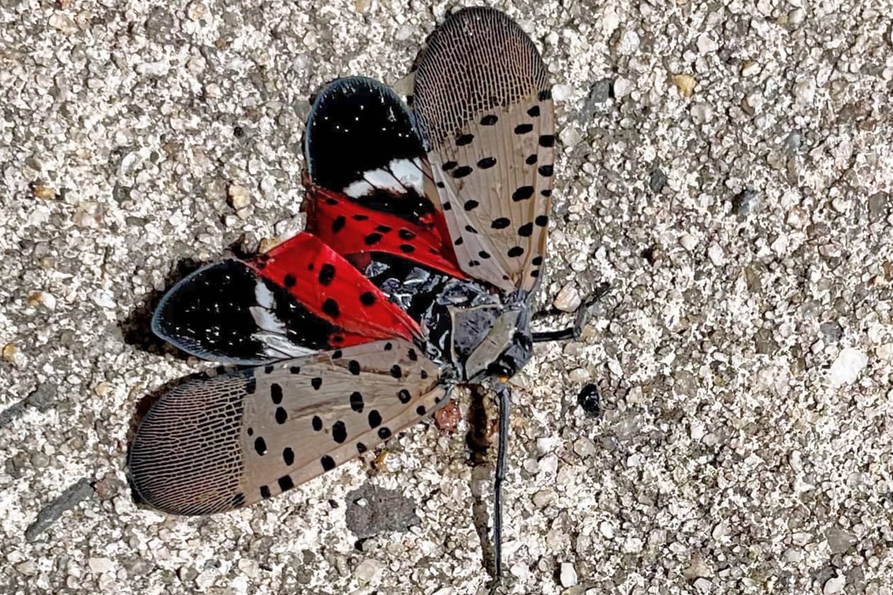 See it? Squish it! Fighting the invasive spotted lanternfly. - MarketWatch