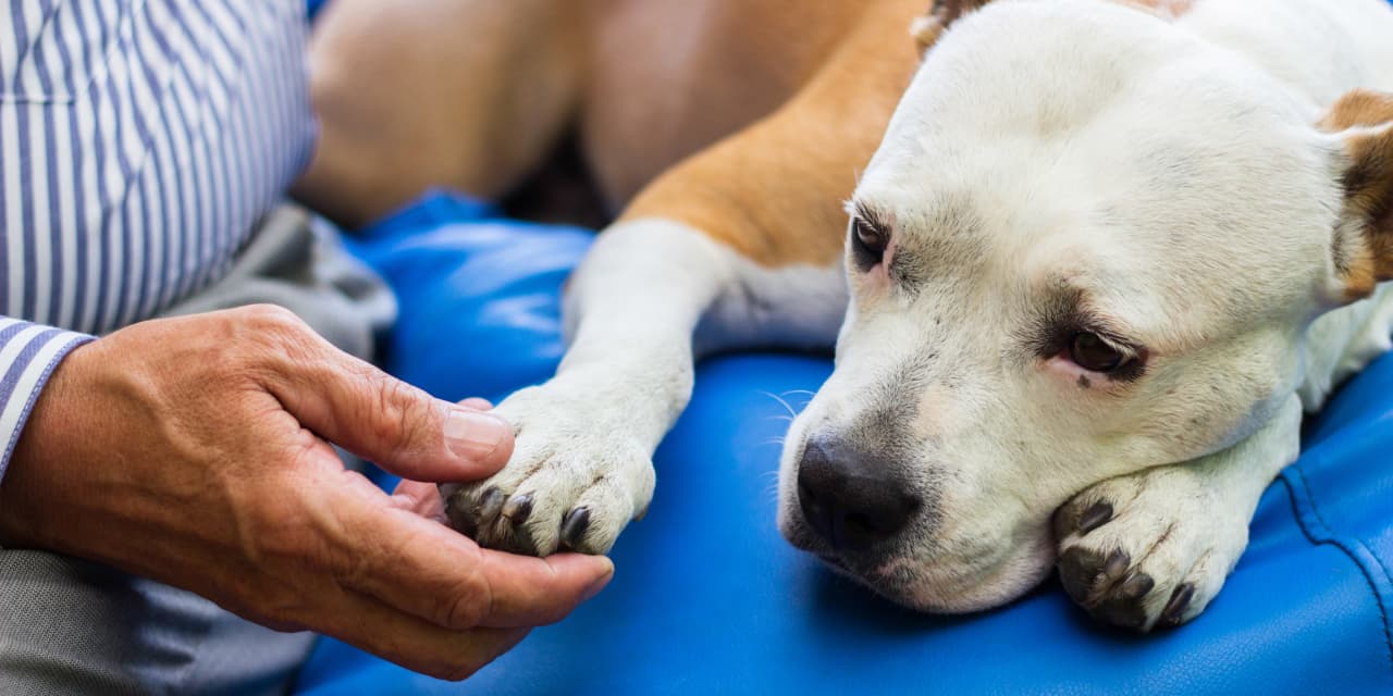 Dozens of dogs have died from a parvovirus-like illness in Michigan — what  owners need to know - MarketWatch