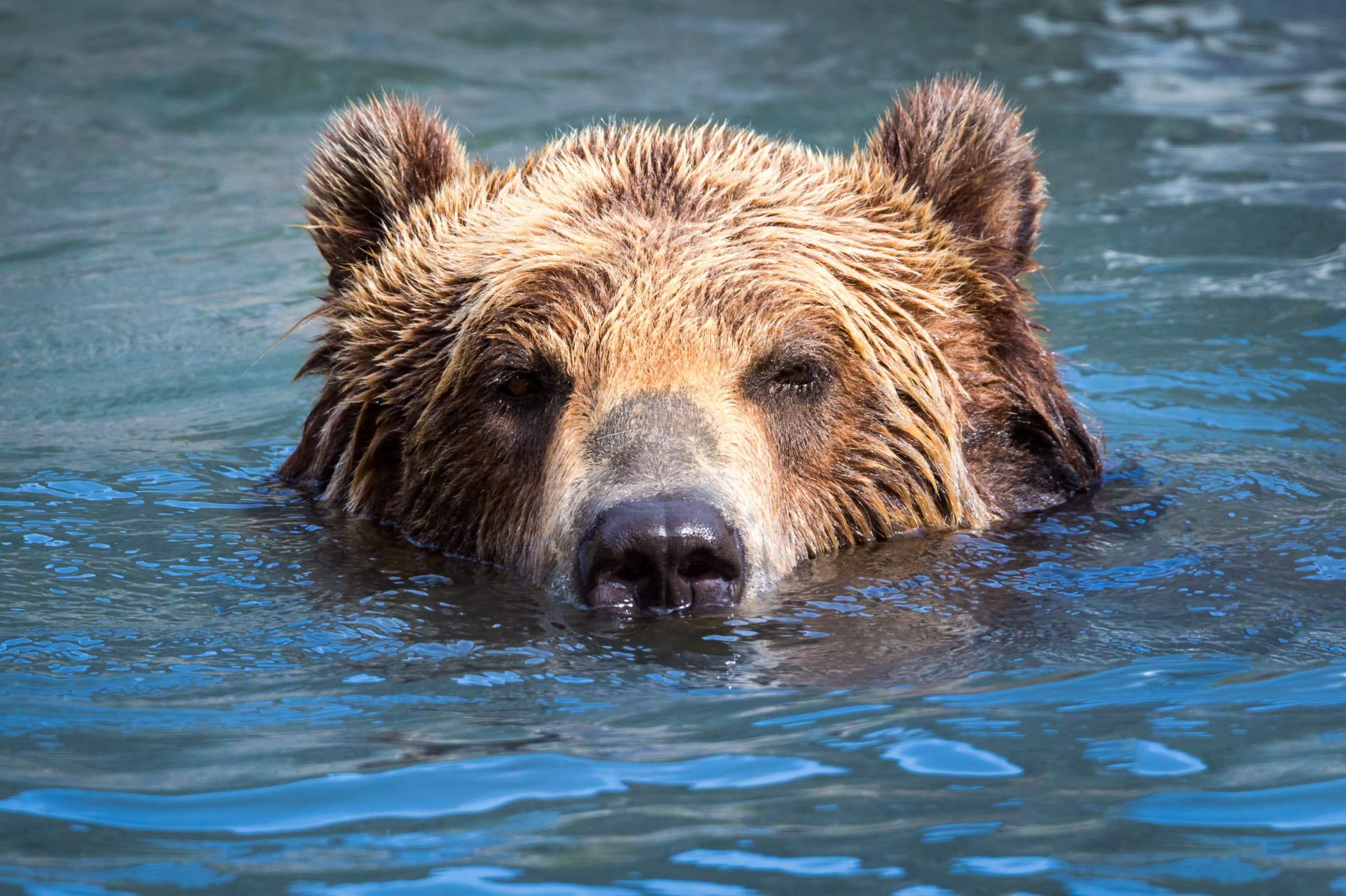 Медведь плавает скорость. Бурый медведь плывет. Медведь Браун. Бурый медведь купается. Медведь с волосами.