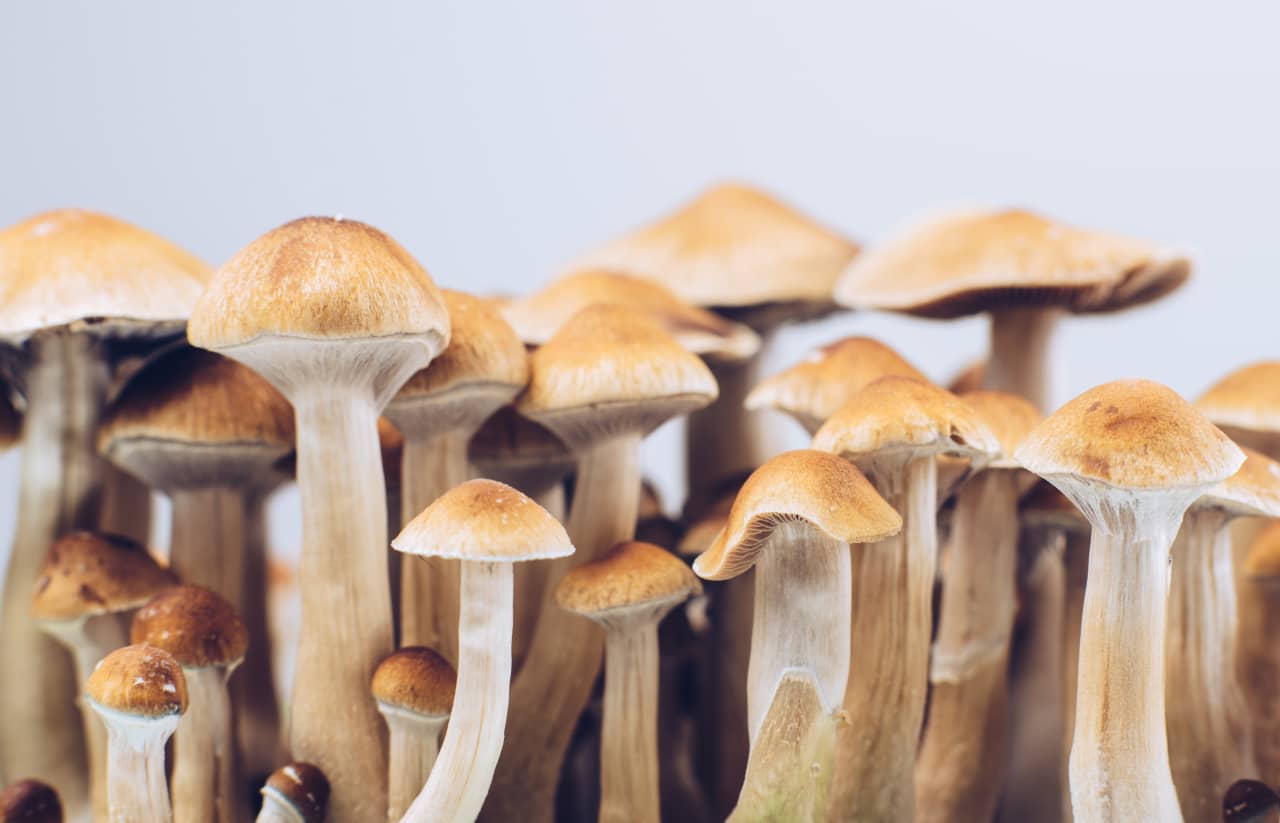 Benefits of Taking Golden Teacher Magic Mushrooms - fireballedstudio