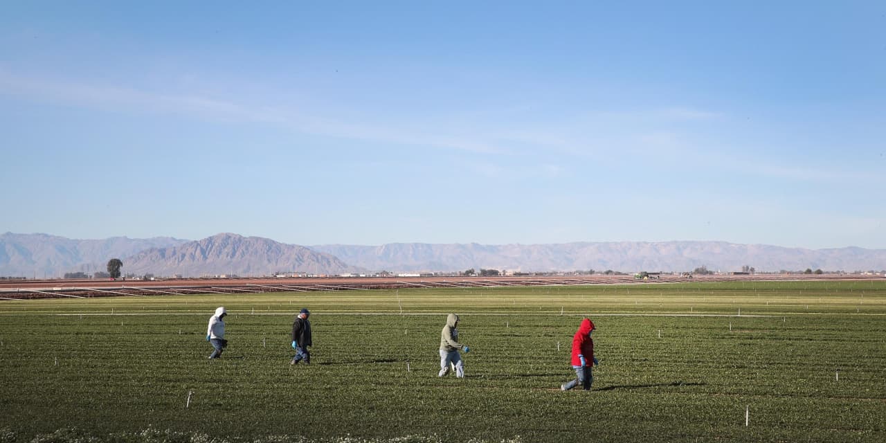 #The Human Cost: In America, it’s legal for kids as young as 12 to work on small farms. One former child laborer describes ‘dangerous and back-breaking work.’