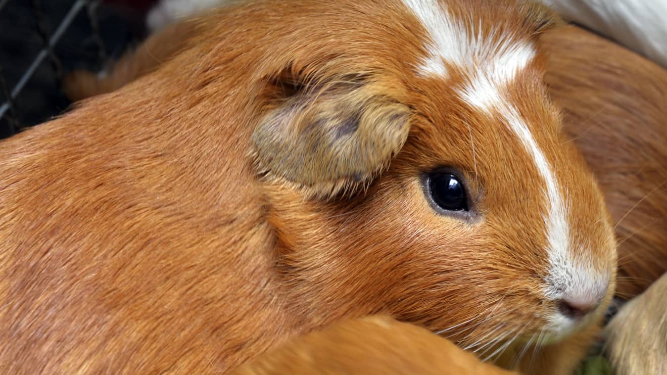 Purchase best sale guinea pig