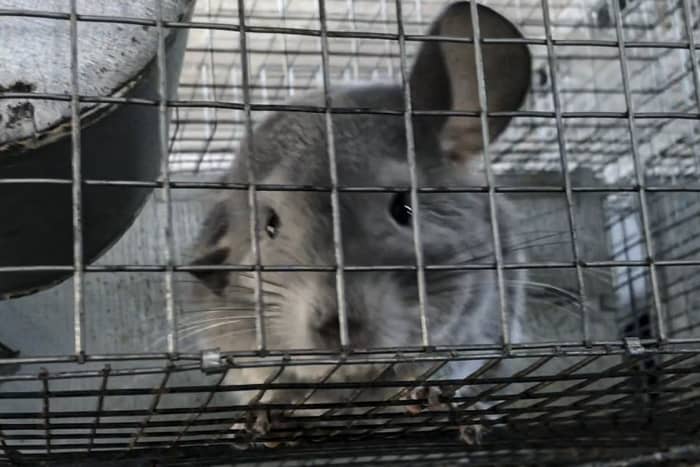 Chinchilla Cages - Chinchillas as Pets