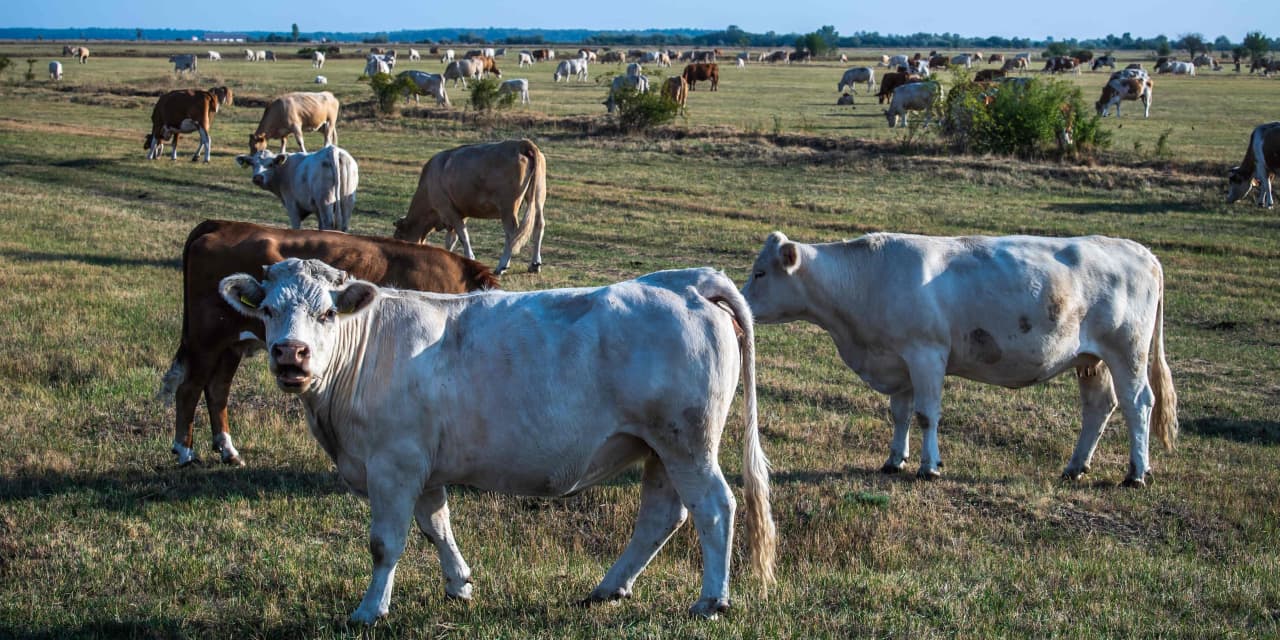 #Financial Crime: Where’s the beef? Rancher sentenced to 11 years for ripping off Tyson Foods of nearly $250 million in ‘ghost cattle’ scam.