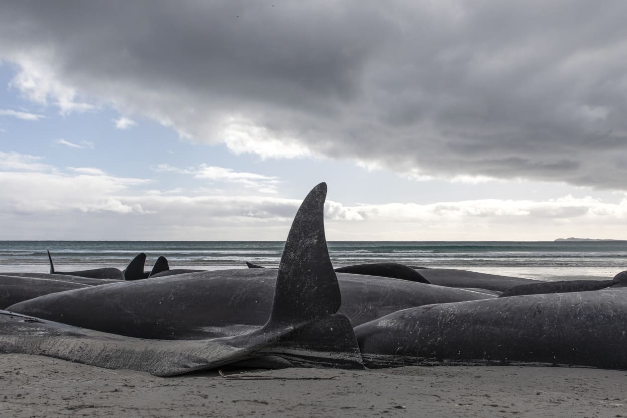 ‘Heartbreaking’ loss as 477 whales die in New Zealand strandings(00)