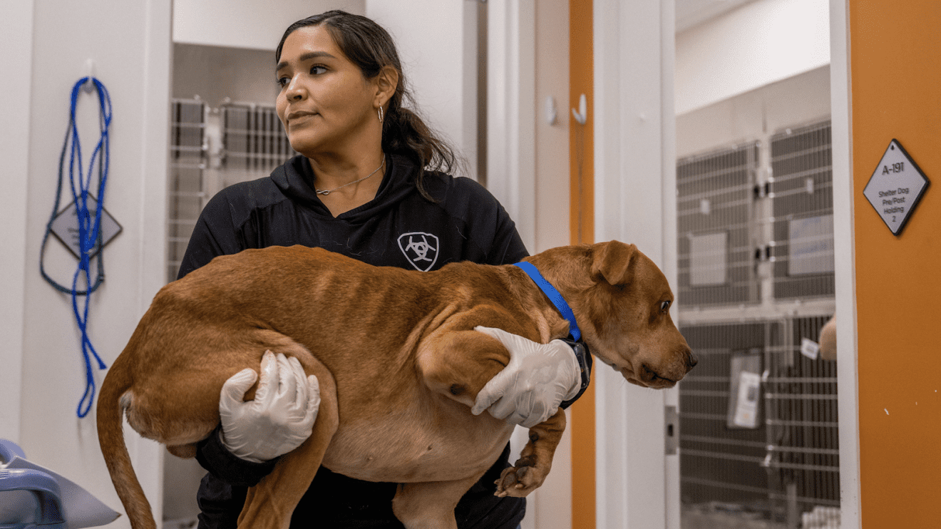 Image showcasing Dogs are getting sick from eating cannabis, and dog owners are paying ...