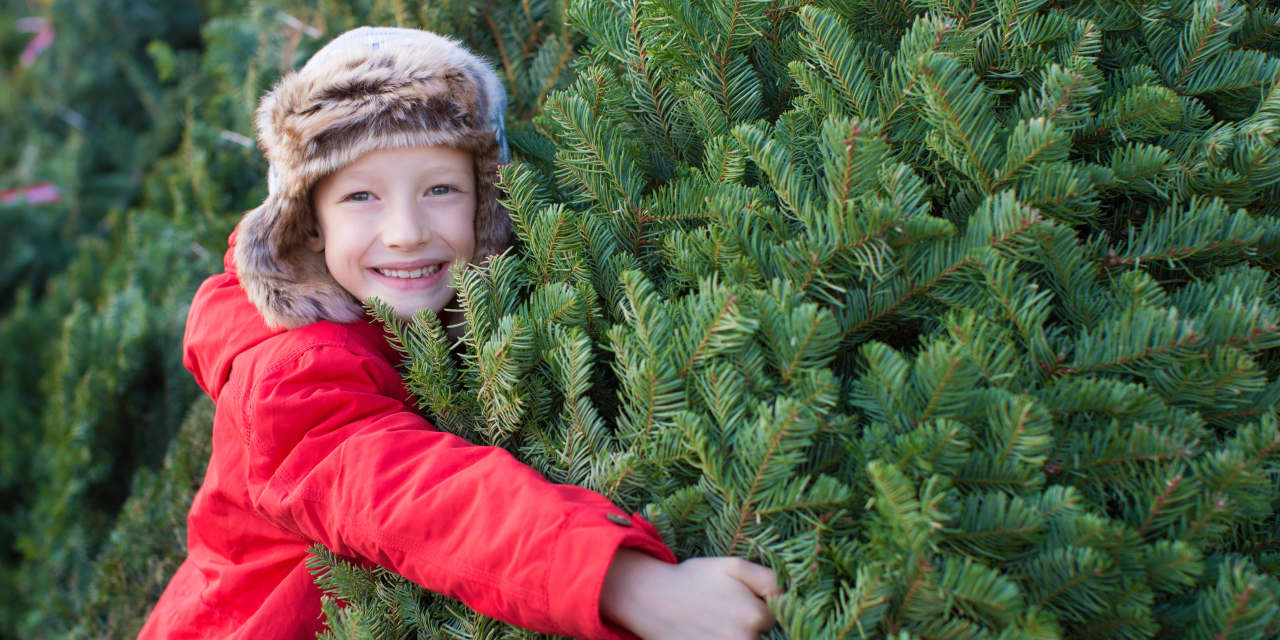 5 Christmas tree shopping tips to save some green - Vimarsana News