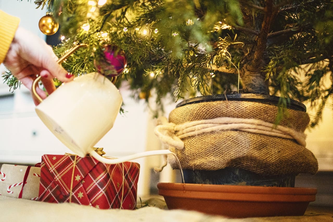 Greenest holiday ever? Here's how to rent a sustainable Christmas tree -  MarketWatch
