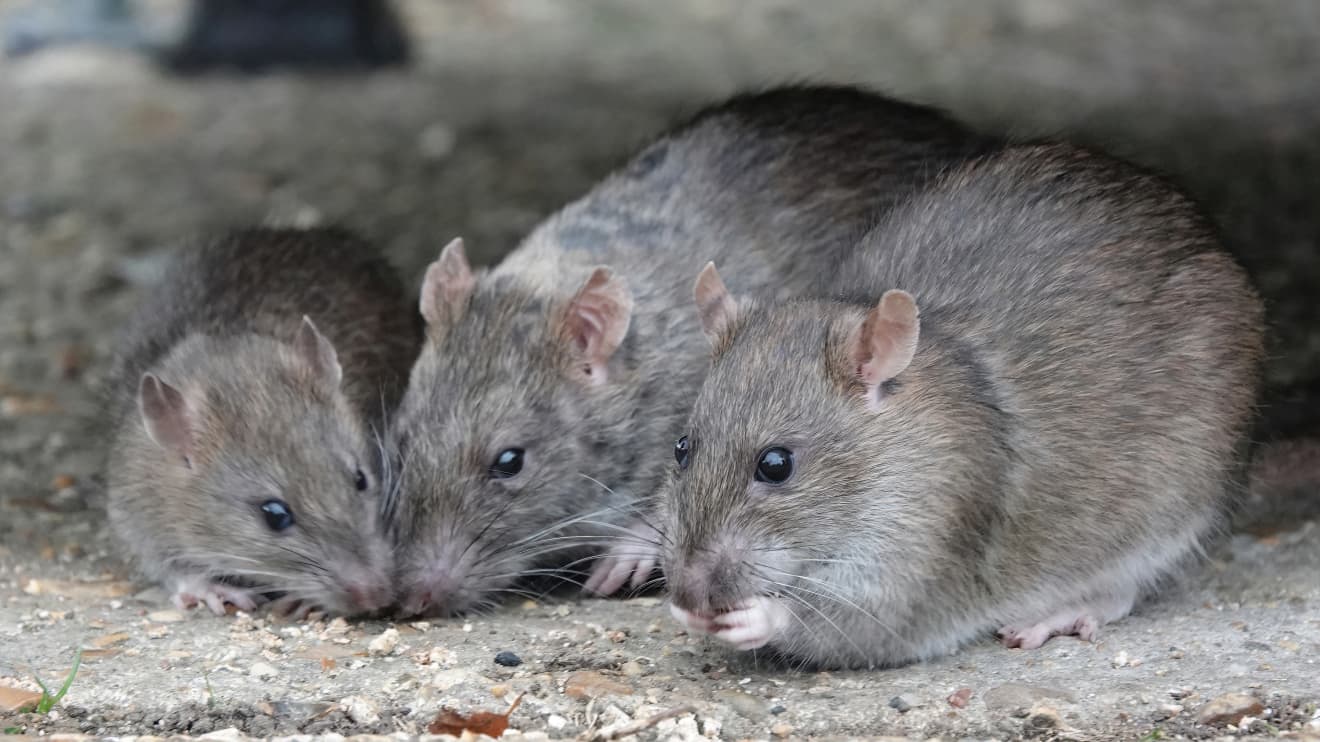 Looking for a killer job? New York City is seeking to hire a ‘rat czar.’