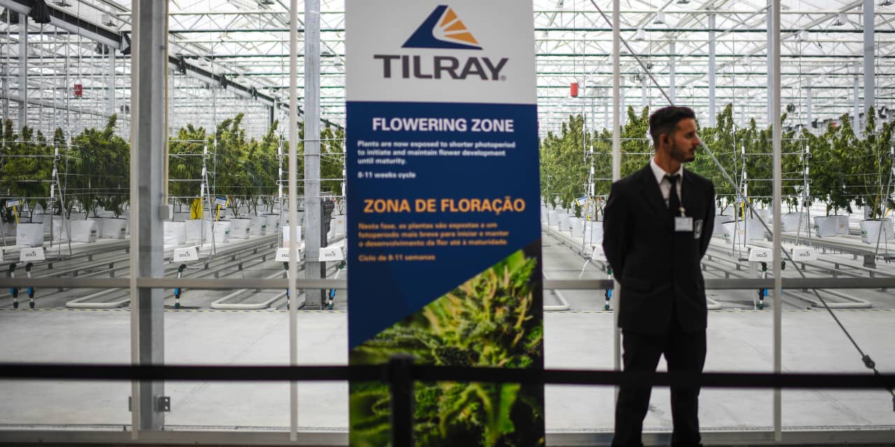 Tilray’s stock gains after earnings and bullish outlook on cannabis legalization