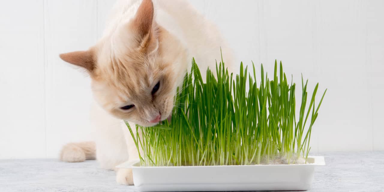 #The Margin: Wegmans recalls cat grass, microgreens and sweet-pea leaves over salmonella concerns