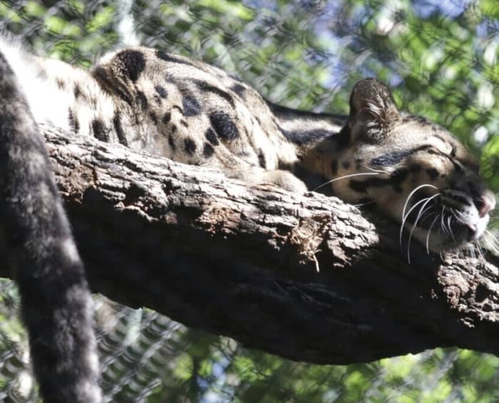 Dallas Zoo closes as police join search for escaped clouded leopard