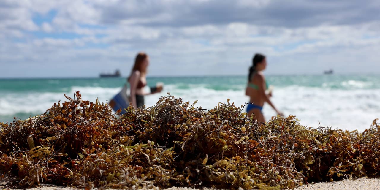 Florida braces for 5,000-mile-wide stinky seaweed blob — and a toxic algae bloom