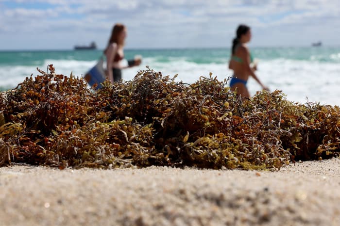 Toxic seaweed deals