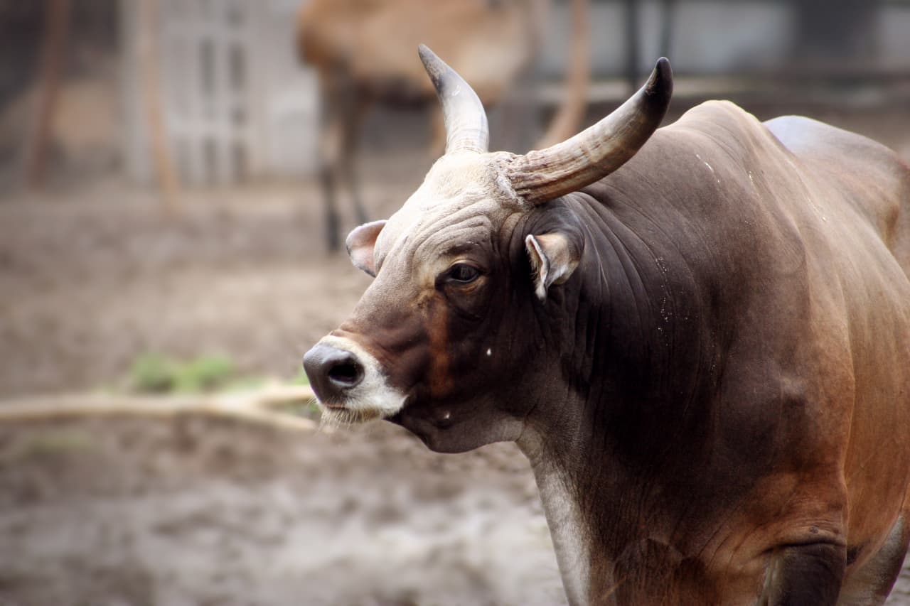 Bulls aren’t going to like this new stock-market valuation model