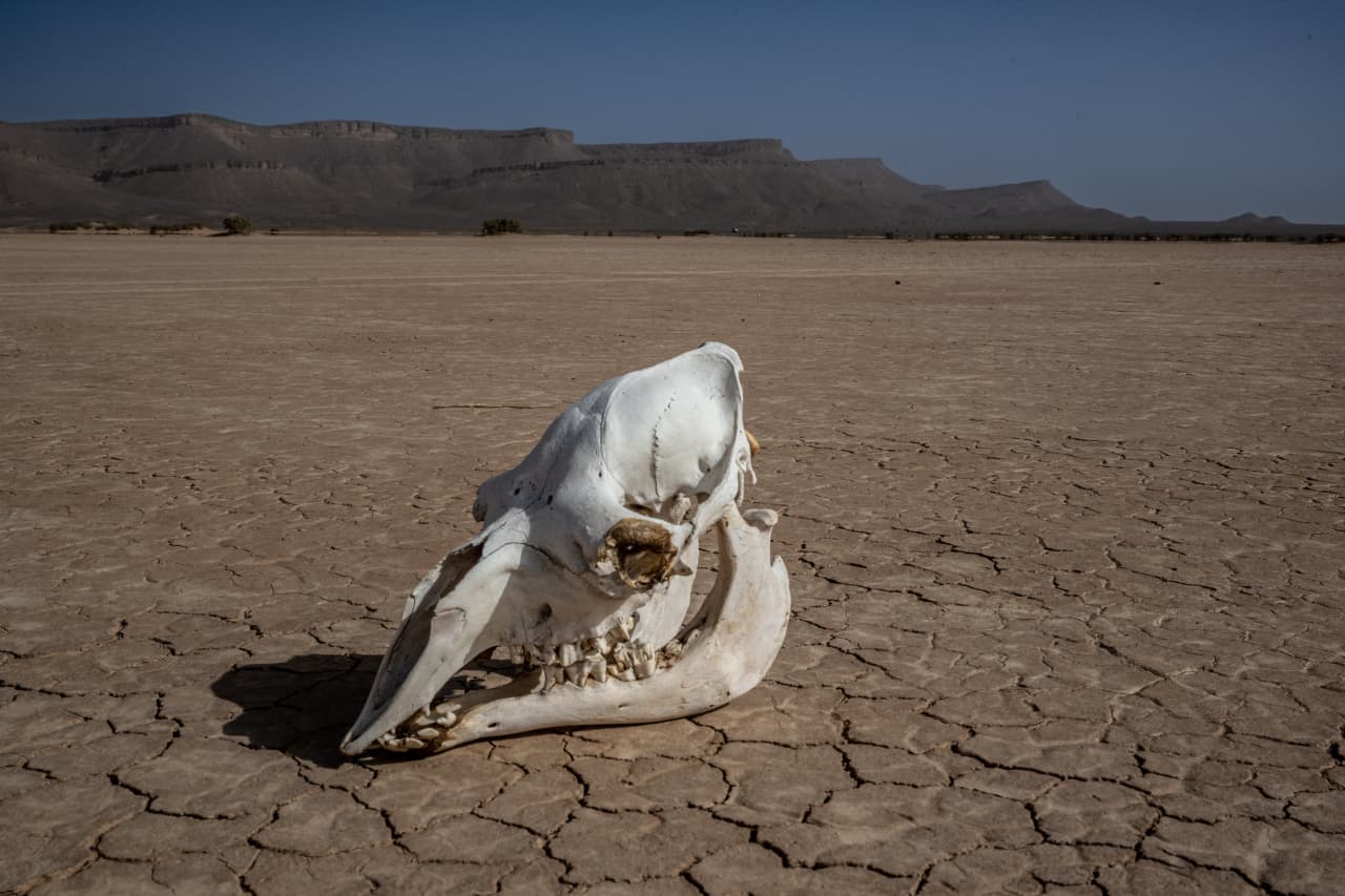 Everything is dead': How record drought is wreaking havoc on the , Drought News